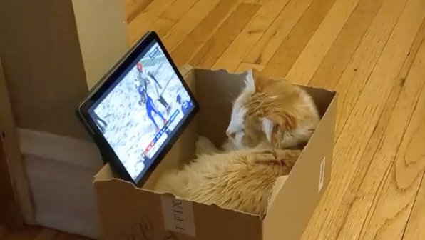 Кот насладился спортивной трансляцией в особенной лежанке