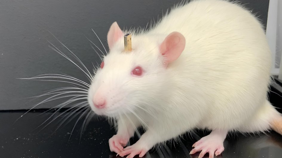 Подопытная крыса, к мозгу которой подключен ИИ Подопытная крыса, к мозгу которой подключен ИИ