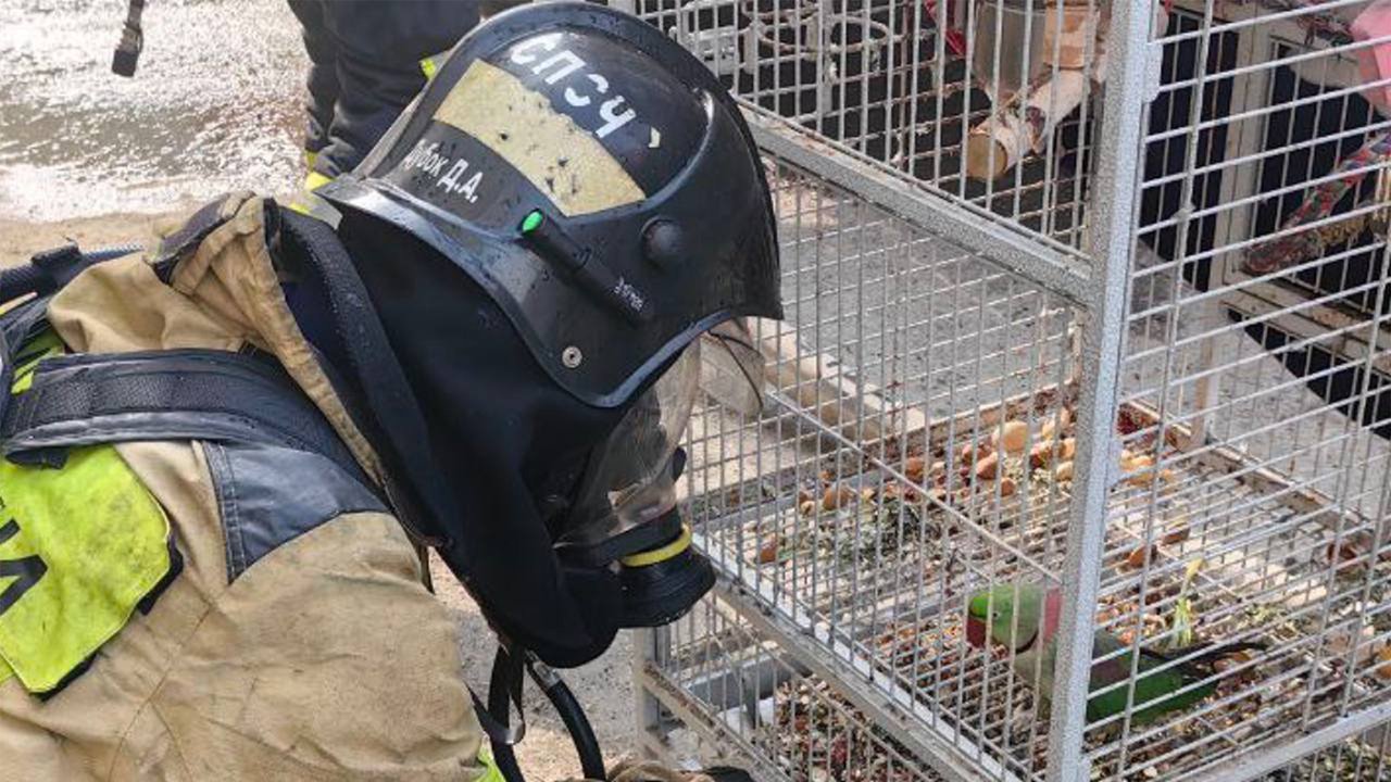 В Магадане пожарные спасли попугая из огня