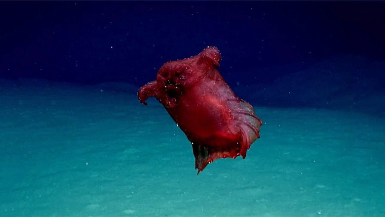 Это ядовитая медуза? Это пурпурное привидение? Нет, это безголовый куриный монстр пришел сниться вам в ночных кошмарах! Фото: The New York Times