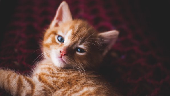 Девушка нашла котенка. И случайно его украла