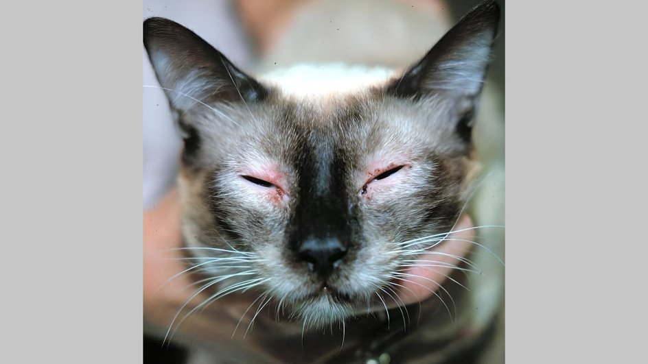 Аллергия у кошки Аллергия у кошки