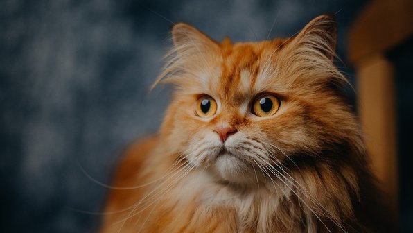 В Приамурье хозяева отвели кошку на стрижку — и не забрали ее