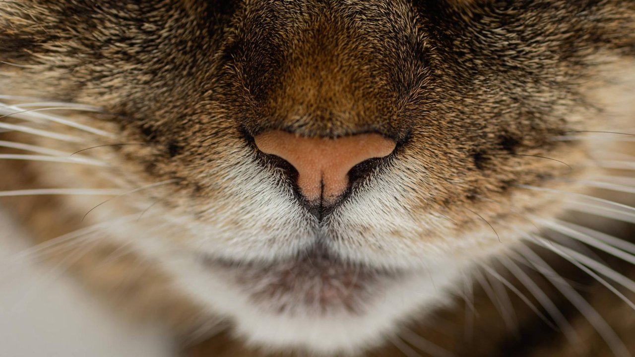 Кошка Кошка
