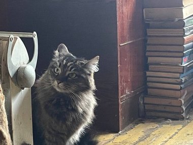 Кошка по имени Кактус Кошка по имени Кактус