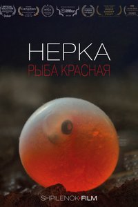 Нерка. Рыба красная