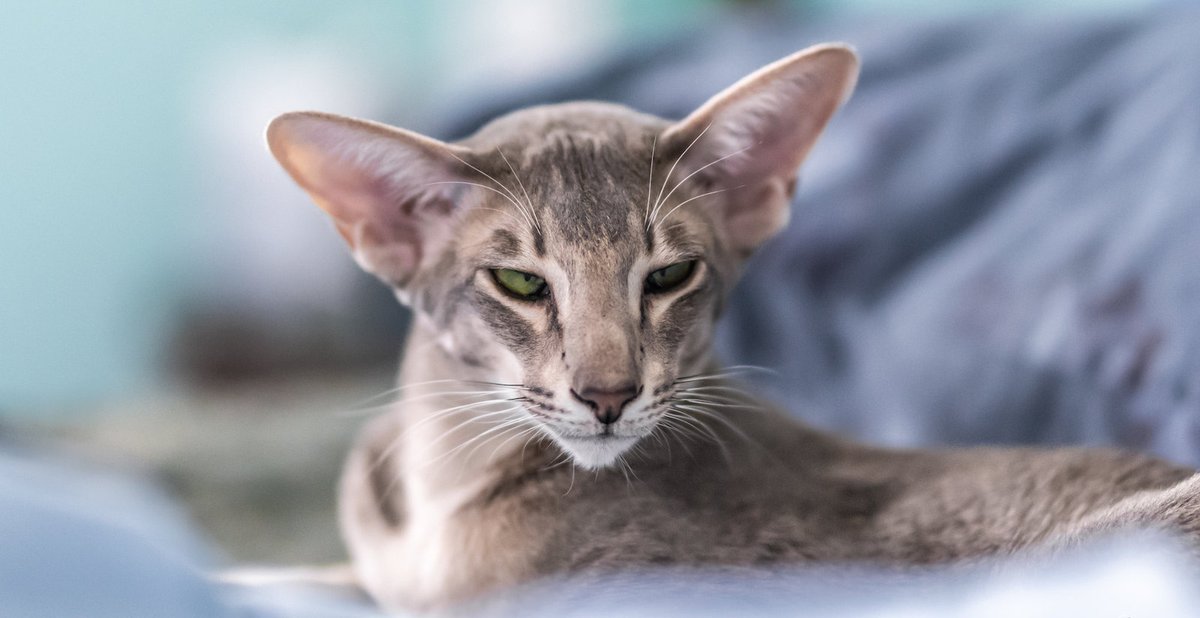 Ориентальная - описание породы кошек: характер, особенности поведения,  размер, отзывы и фото - Питомцы Mail.ru