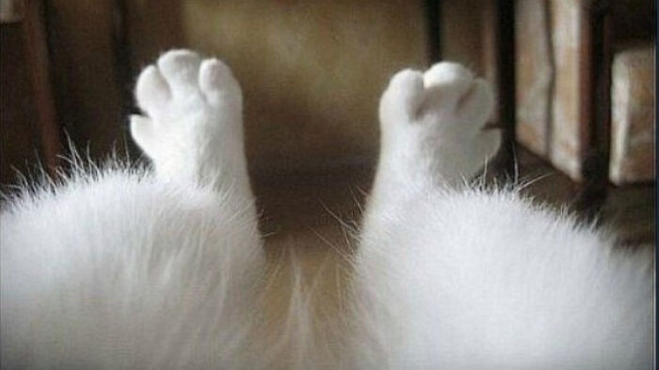Кошачьи ножки