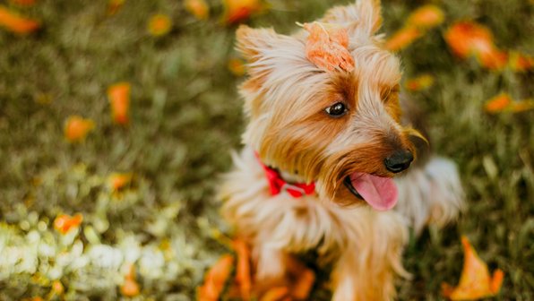 Золотая осень: как подготовить собаку к осеннему периоду