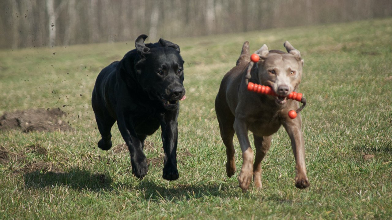 Две бегущие собаки