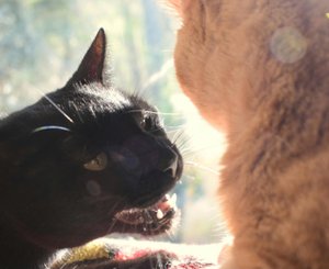Кошки