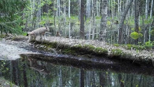 Рысь попала в фотоловушку Керженского заповедника