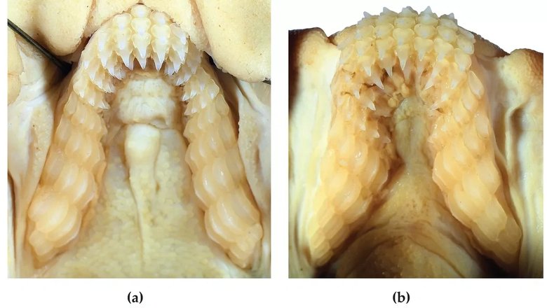 Верхняя и нижняя челюсти акулы H. marshallae.