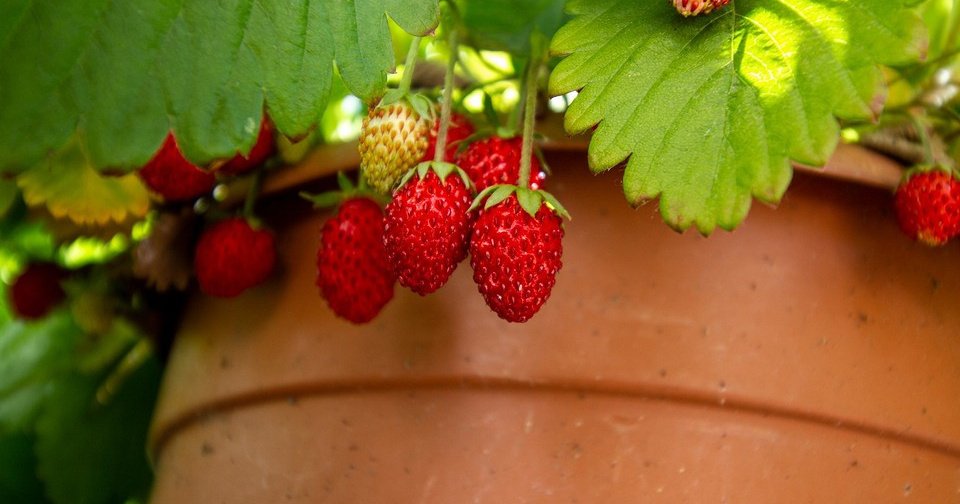 5 видов ягод, которые можно вырастить на подоконнике