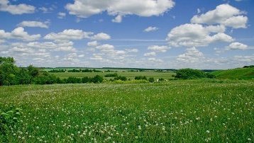 Куликово поле Куликово поле