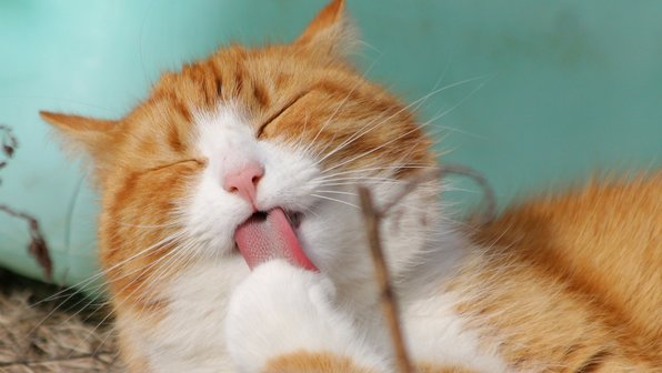 Почему кошки – лучшие коучи: 7 доказательств