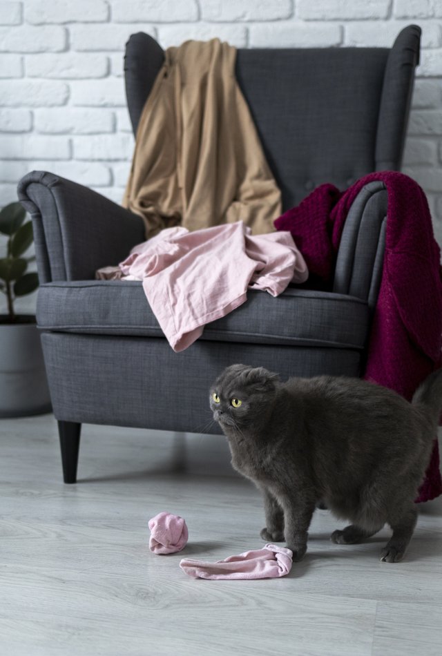Кошка, вещи