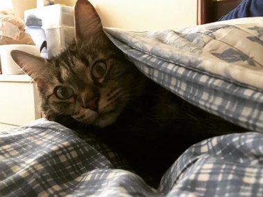 «Проснулась и увидела кота. Видимо, кто-то не ожидал, что я его замечу». Источник: @israela.garritas (https://www.instagram.com/p/B0OgjwqBxX7/).