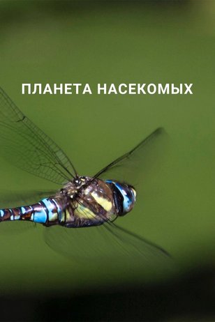Постер шоу «Планета насекомых»