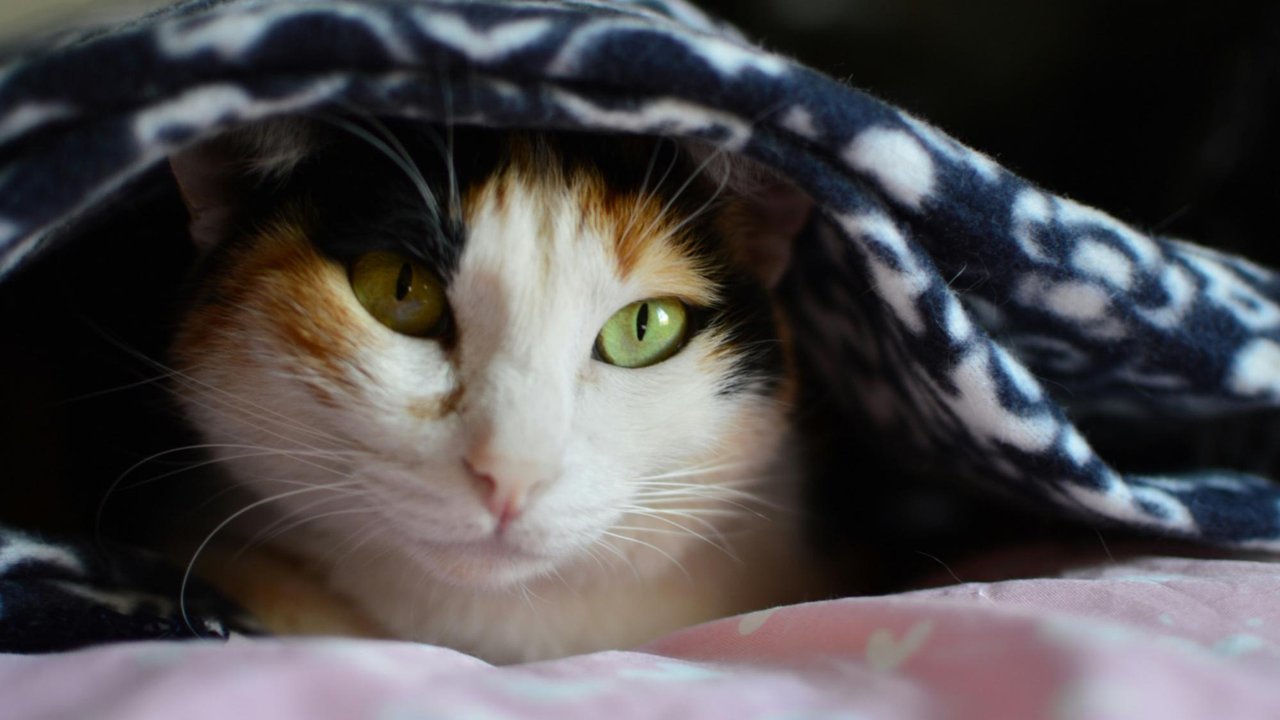 Кошка на кровати Кошка на кровати