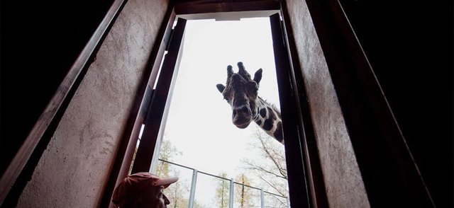 В Московском зоопарке умер легендарный жираф Самсон