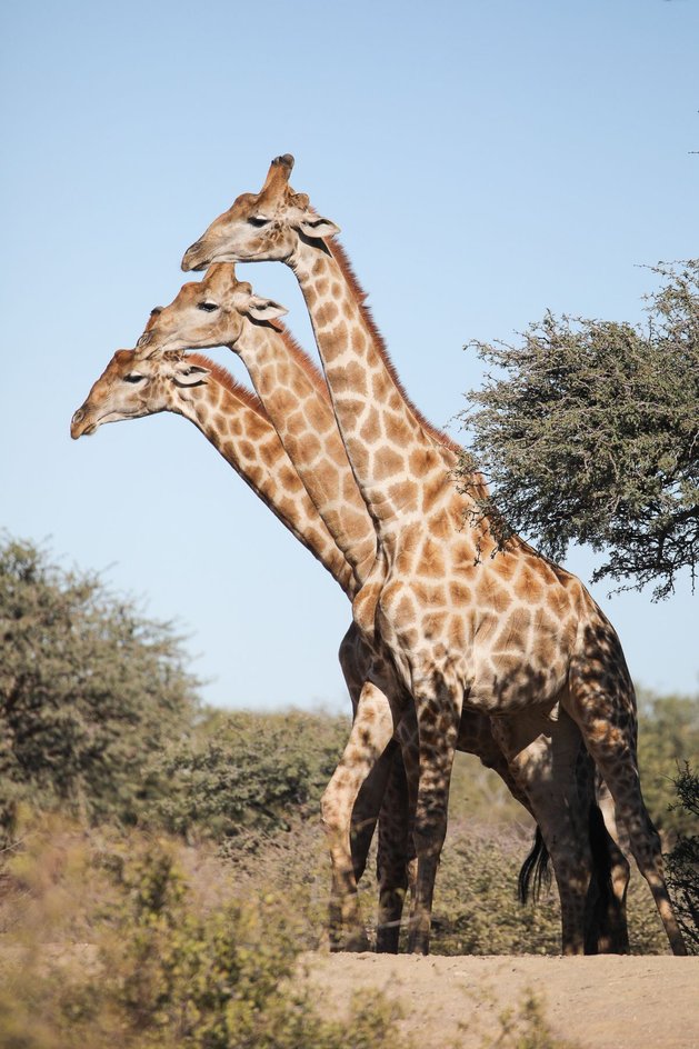 Снимок с жирафами