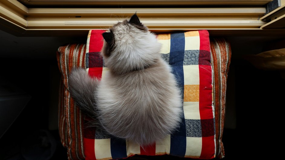 Котенок гималайской кошки, вид сверху Котенок гималайской кошки, вид сверху