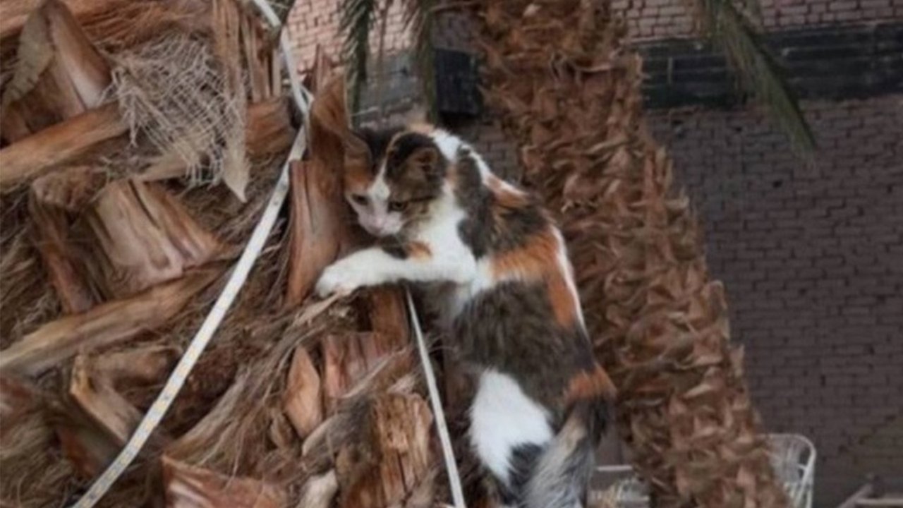 Кошка из Египта ищет дом в Нижнем Новгороде