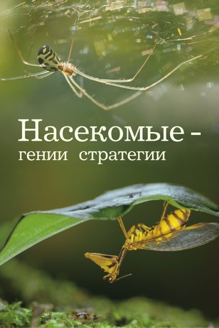Кадр из шоу «Насекомые — гении стратегии»