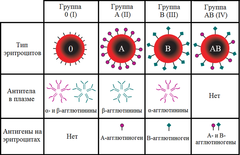 Группы крови системы AB0