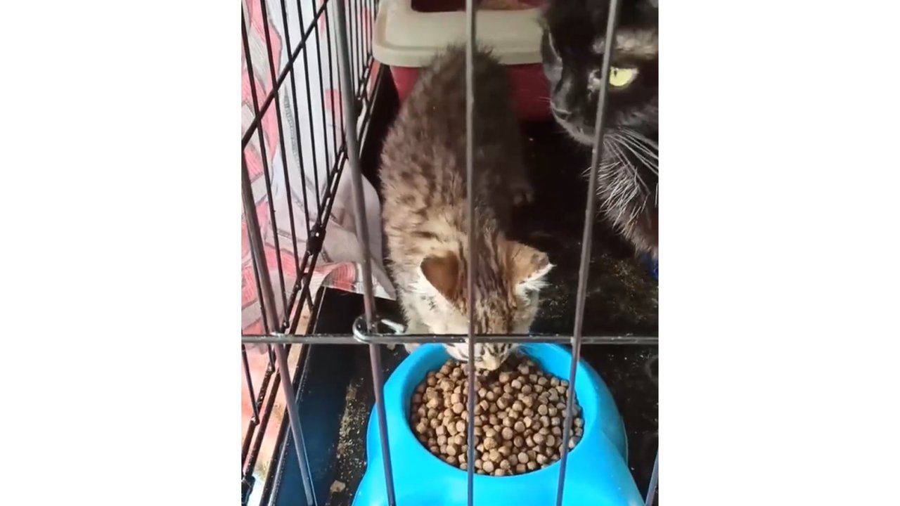 Спасенные кошка и котенок