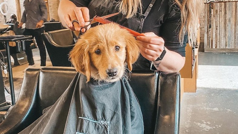 Pets.mail.ru Pets.mail.ru