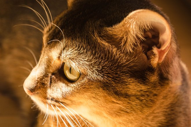 Кошка в свете солнечных лучей