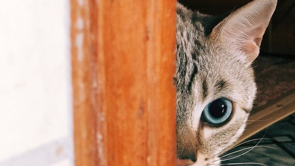 В Балашихе вор постеснялся грабить дом на глазах у кота