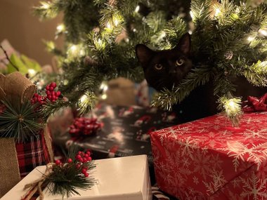 Кошка сидит на елке