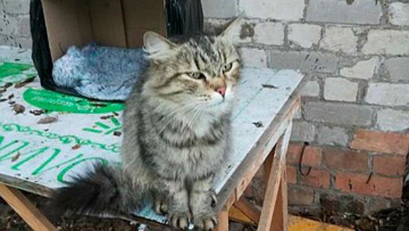 Самарская кошка два месяца ждет своих хозяев на одном месте