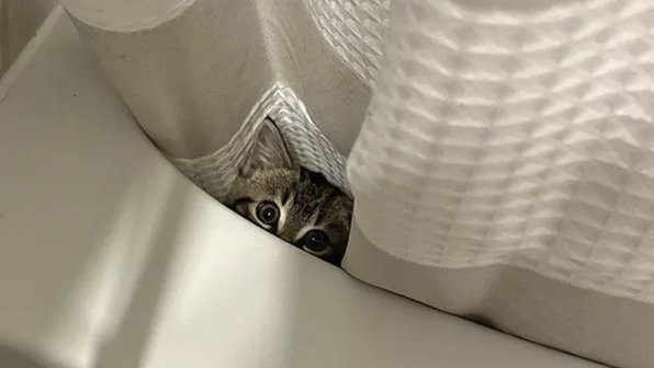 15 котов-шпионов, которые следили за хозяевами, но раскрыли себя