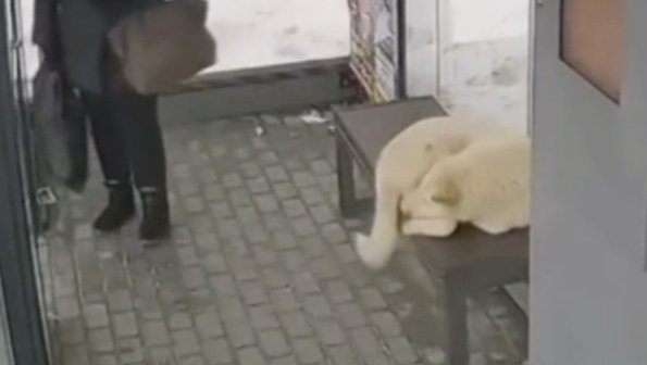 Бездомная собака поселилась в обогреваемой остановке в Сургуте