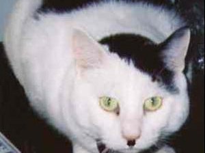 Slide image for gallery: 174 | Если ваш кот похож на Адольфа Гитлера...