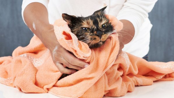 Как научить кошку не бояться воды: советы для терпеливых хозяев