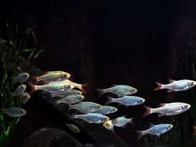 рыбка