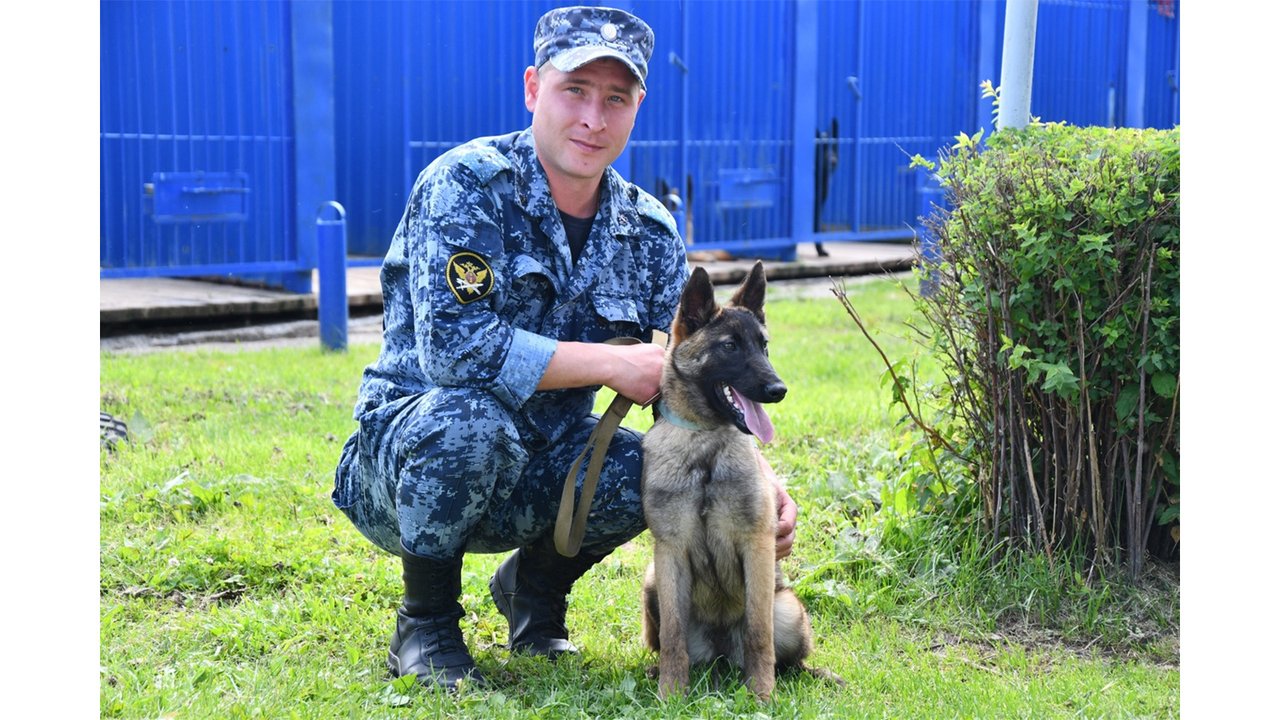 Щенок бельгийской овчарки в колонии Щенок бельгийской овчарки в колонии