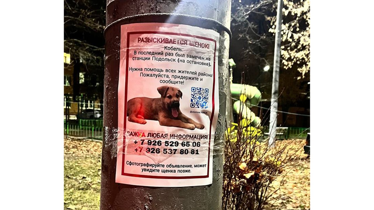 объявление о поиске щенка объявление о поиске щенка