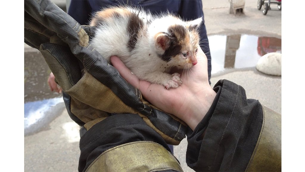 Котенок