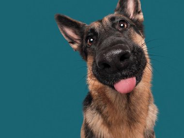 Pets.mail.ru Pets.mail.ru