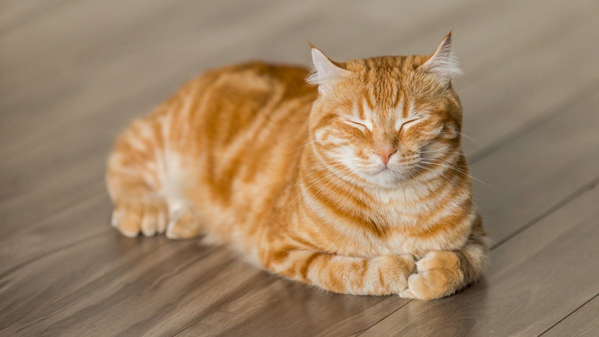 Кошка