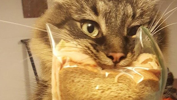 15 кошек, которые ступили на криминальную дорожку (фото)