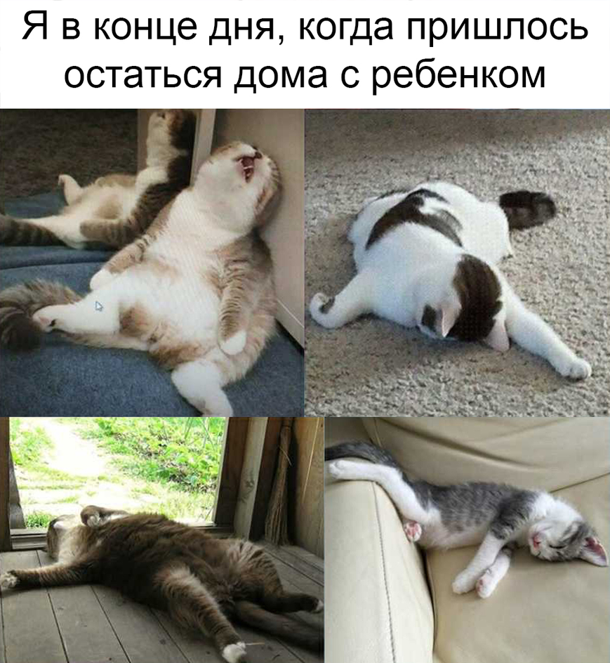 Уставшие коты