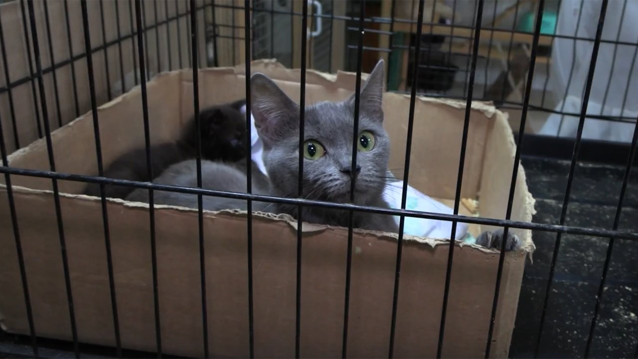 Кот в клетке Кот в клетке