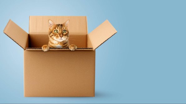 Подарок для кошки: 10 вещей, которые можно сделать из коробки
